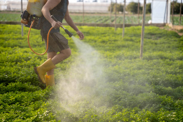 Reliable Coeur Dalene, ID Pest Control Solutions