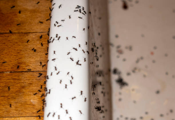Spider Control Near Me in Coeur Dalene, ID