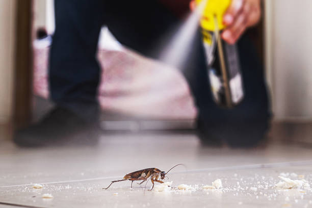 Best Spider Control Near Me  in Coeur Dalene, ID