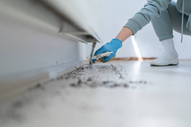 Bird Control in Coeur Dalene, ID